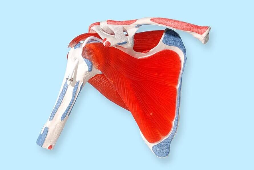 Rotator Cuff Tears & Repairs