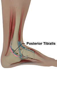 Posterior Tibial Tendon