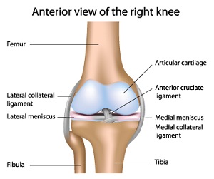 Kneebone 01