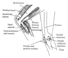 Kneebone 03